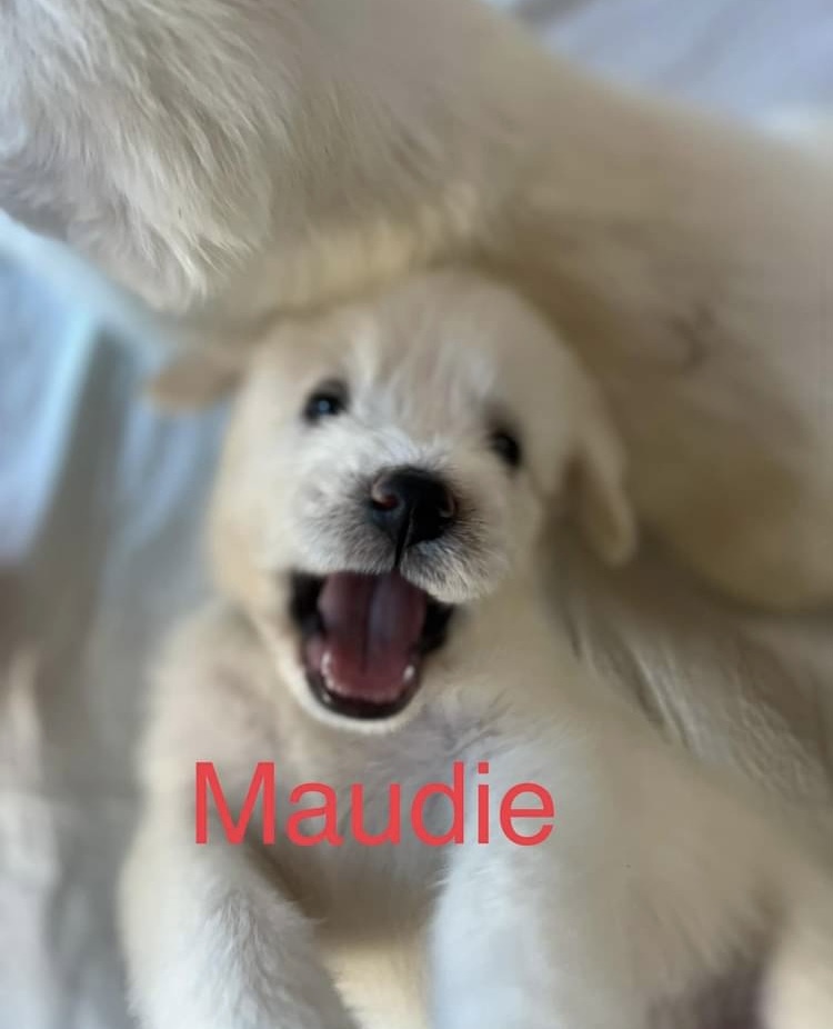 Maudie (Brave Litter) DFW
