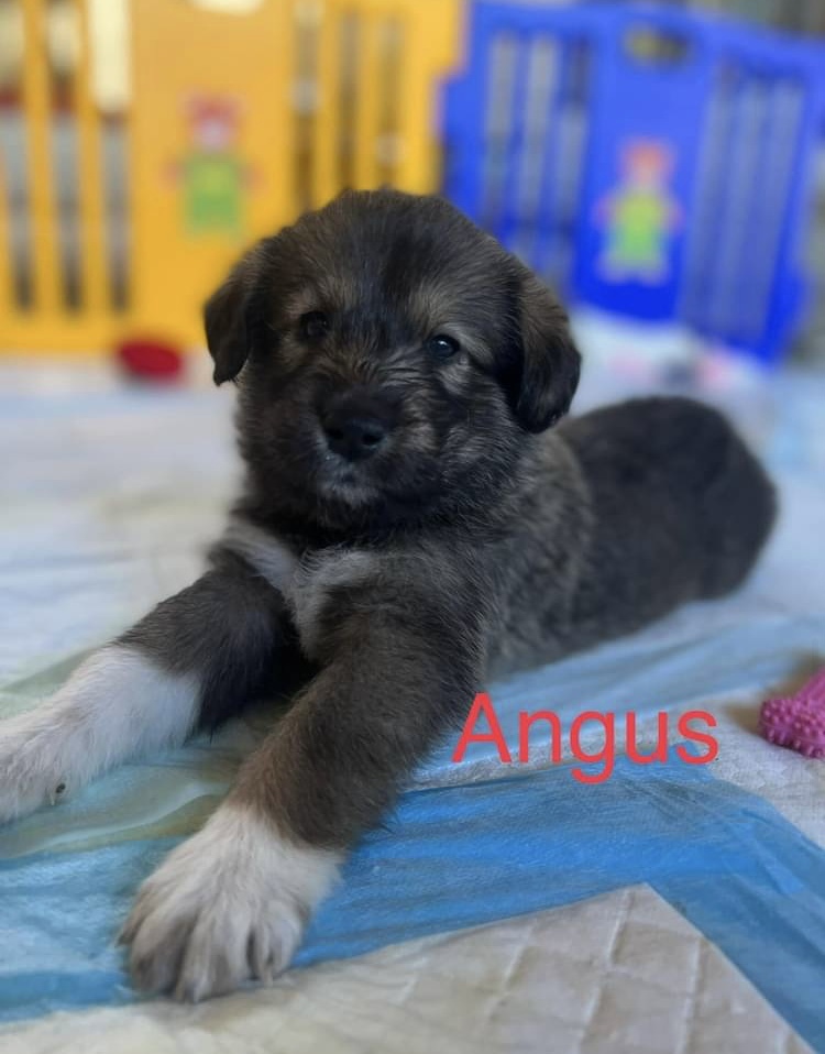 Angus (Brave Litter) DFW