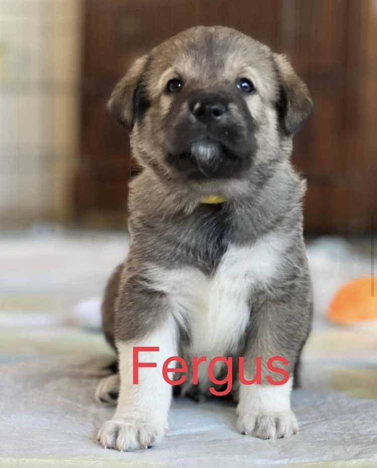 Fergus (Brave Litter) DFW