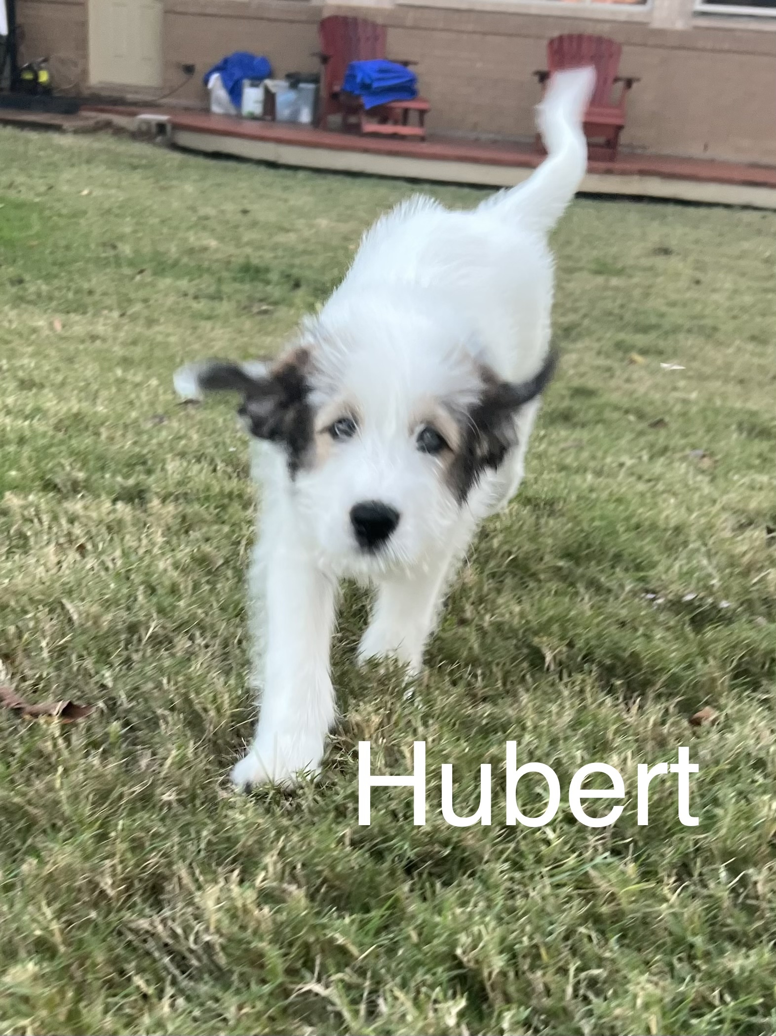 Hubert (Brave Litter) DFW