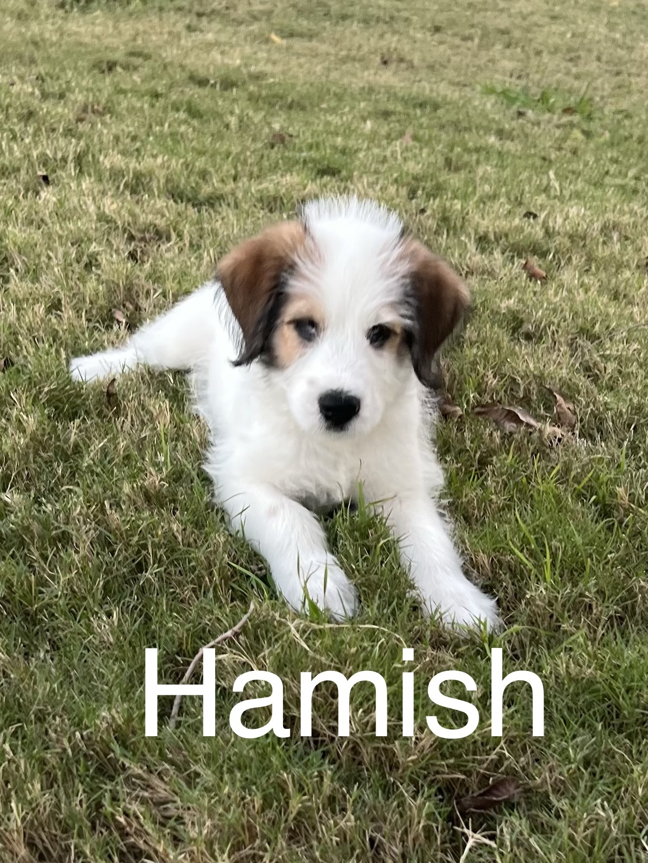 Hamish (Brave Litter) DFW