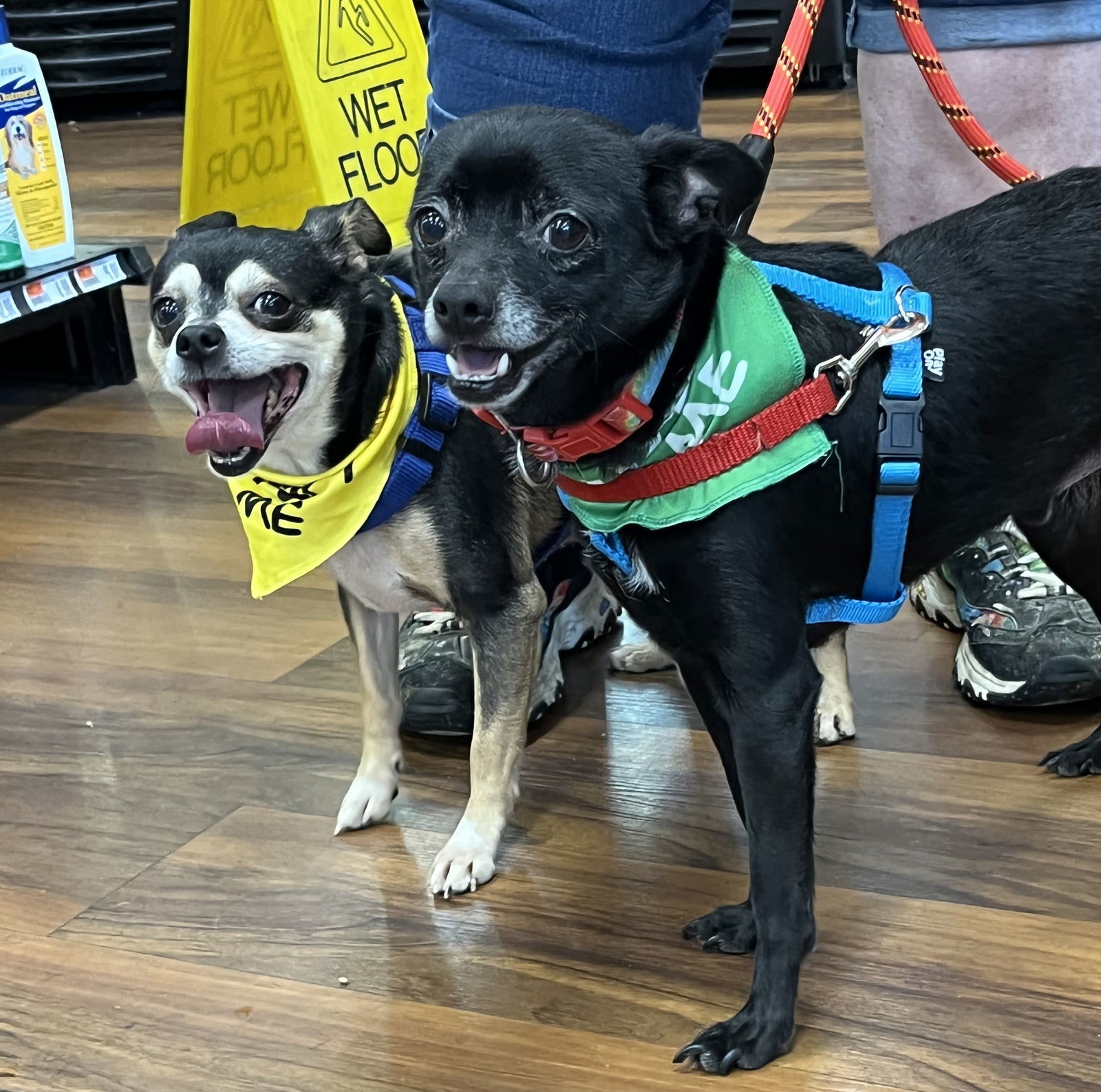 Bonded Pair ~ Chubbs and Cookie