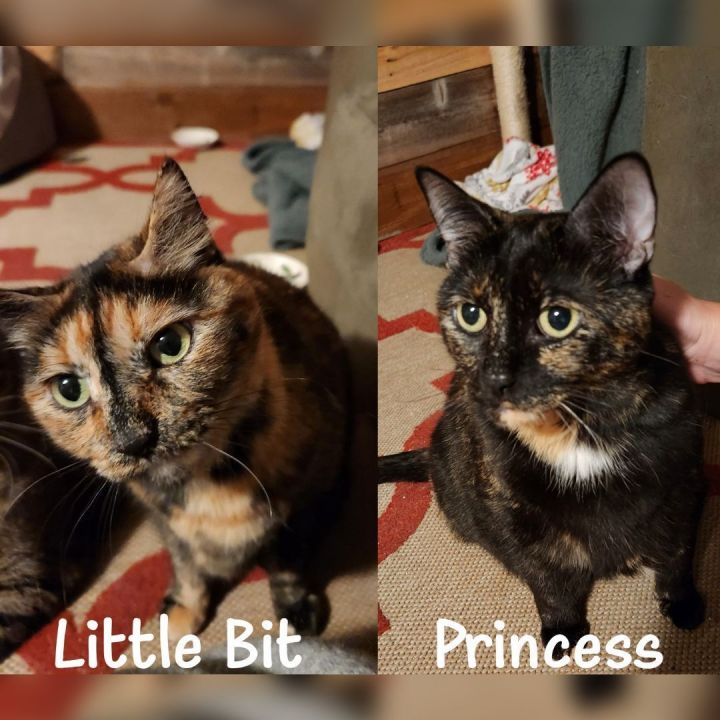 Little Bit & Princess (Bonded Pair), an adoptable Domestic Short Hair & Tortoiseshell Mix in Minneapolis, MN_image-1