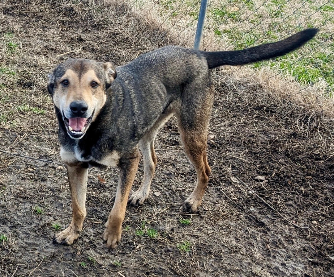 Jackson Brown, an adoptable Shepherd, Mixed Breed in Manchester, NH, 03105 | Photo Image 1