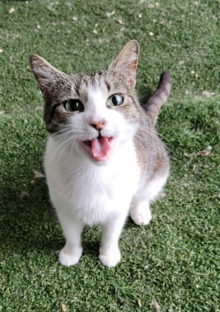 Bast, an adoptable Domestic Short Hair in Fort Lupton, CO, 80621 | Photo Image 1