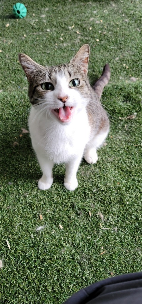 Bast, an adoptable Domestic Short Hair in Fort Lupton, CO, 80621 | Photo Image 2