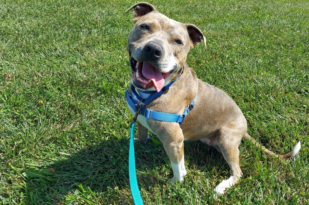 Sky *Sponsored Adoption, an adoptable Pit Bull Terrier in Christiansburg, VA, 24073 | Photo Image 1