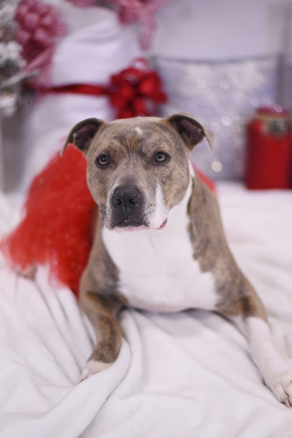 Sky *Sponsored Adoption, an adoptable Pit Bull Terrier in Christiansburg, VA, 24073 | Photo Image 3