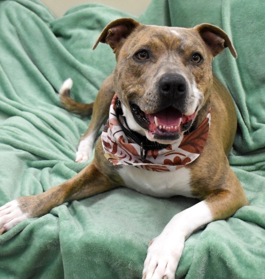 Sky *Sponsored Adoption, an adoptable Pit Bull Terrier in Christiansburg, VA, 24073 | Photo Image 5
