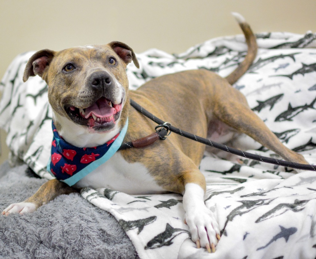 Sky *Sponsored Adoption, an adoptable Pit Bull Terrier in Christiansburg, VA, 24073 | Photo Image 6