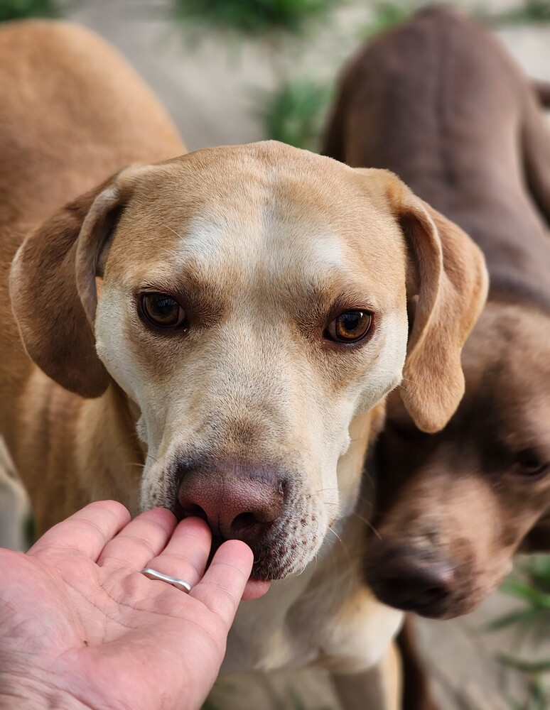 Violet (bonded with Carter), an adoptable Labrador Retriever in Washington, DC, 20037 | Photo Image 2