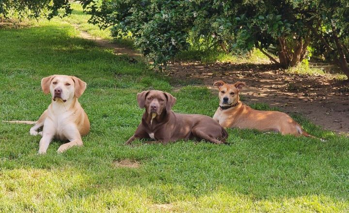 Violet (bonded with Carter) 3