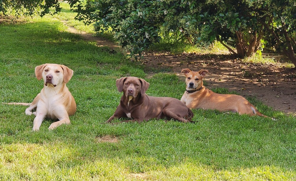 Violet (bonded with Carter), an adoptable Labrador Retriever in Washington, DC, 20037 | Photo Image 3