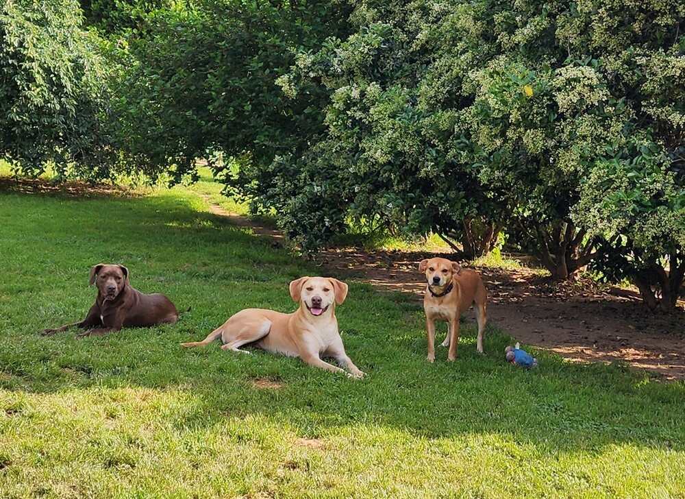 Violet (bonded with Carter), an adoptable Labrador Retriever in Washington, DC, 20037 | Photo Image 4