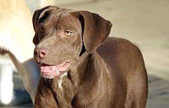 Violet (bonded with Carter), an adoptable Labrador Retriever in Washington, DC, 20037 | Photo Image 5