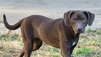 Violet (bonded with Carter), an adoptable Labrador Retriever in Washington, DC, 20037 | Photo Image 6