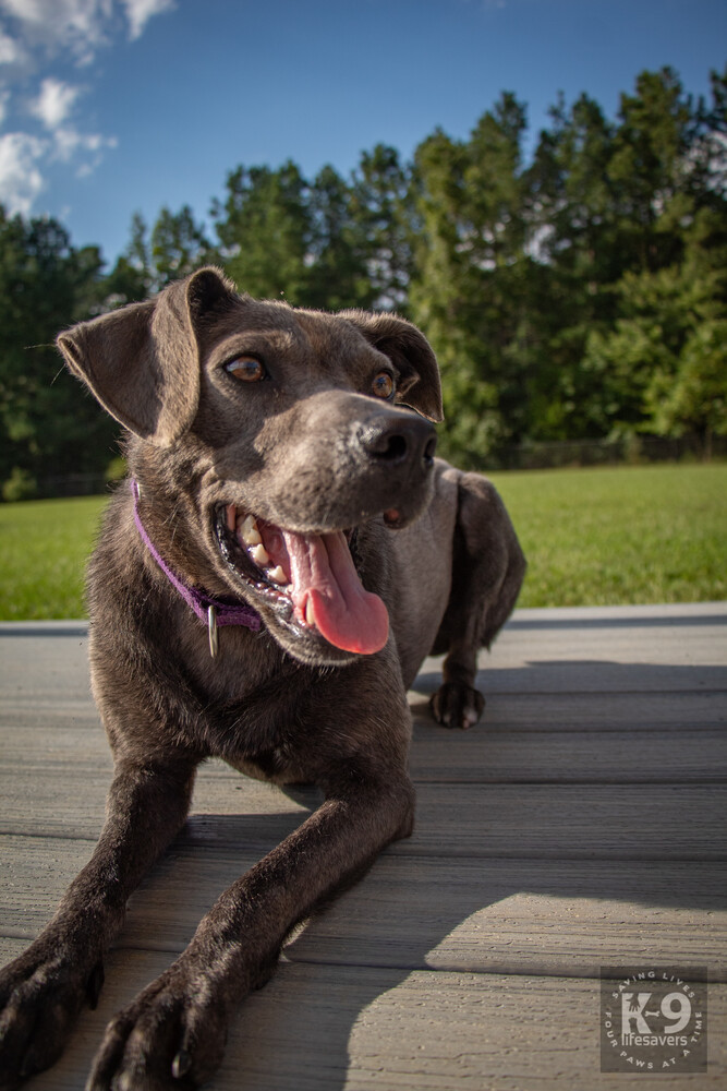 Maxwell - updated profile, an adoptable Labrador Retriever, Weimaraner in Washington, DC, 20037 | Photo Image 3