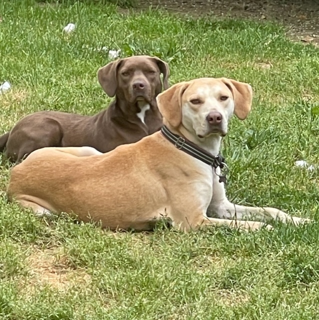 Carter (bonded with Violet), an adoptable Labrador Retriever in Washington, DC, 20037 | Photo Image 1