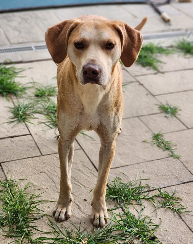 Carter (bonded with Violet), an adoptable Labrador Retriever in Washington, DC, 20037 | Photo Image 2