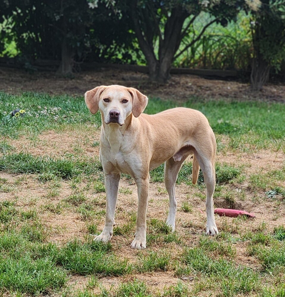 Carter (bonded with Violet), an adoptable Labrador Retriever in Washington, DC, 20037 | Photo Image 4