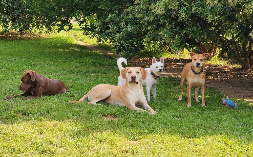 Carter (bonded with Violet), an adoptable Labrador Retriever in Washington, DC, 20037 | Photo Image 5
