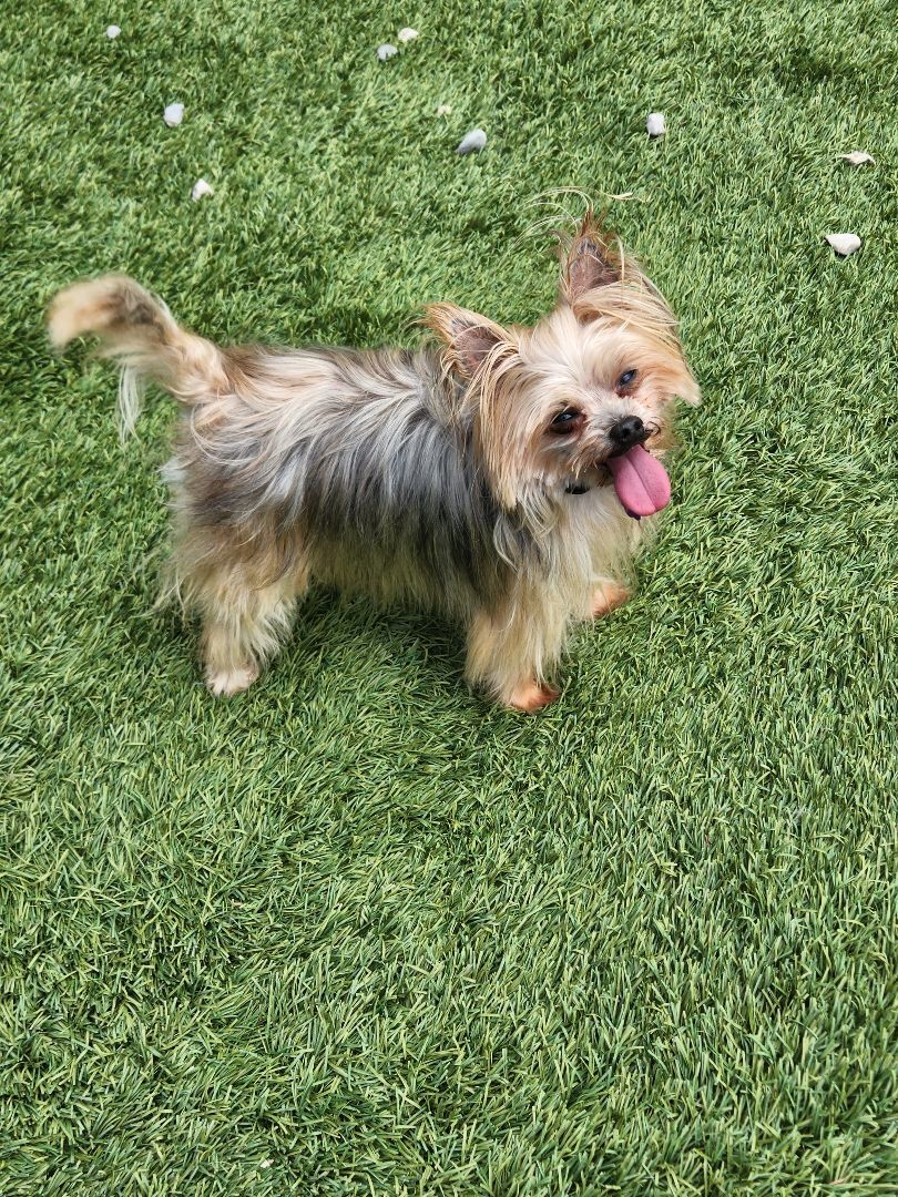 Hudson, an adoptable Silky Terrier in Chatham, ON, N7M 2Z7 | Photo Image 2