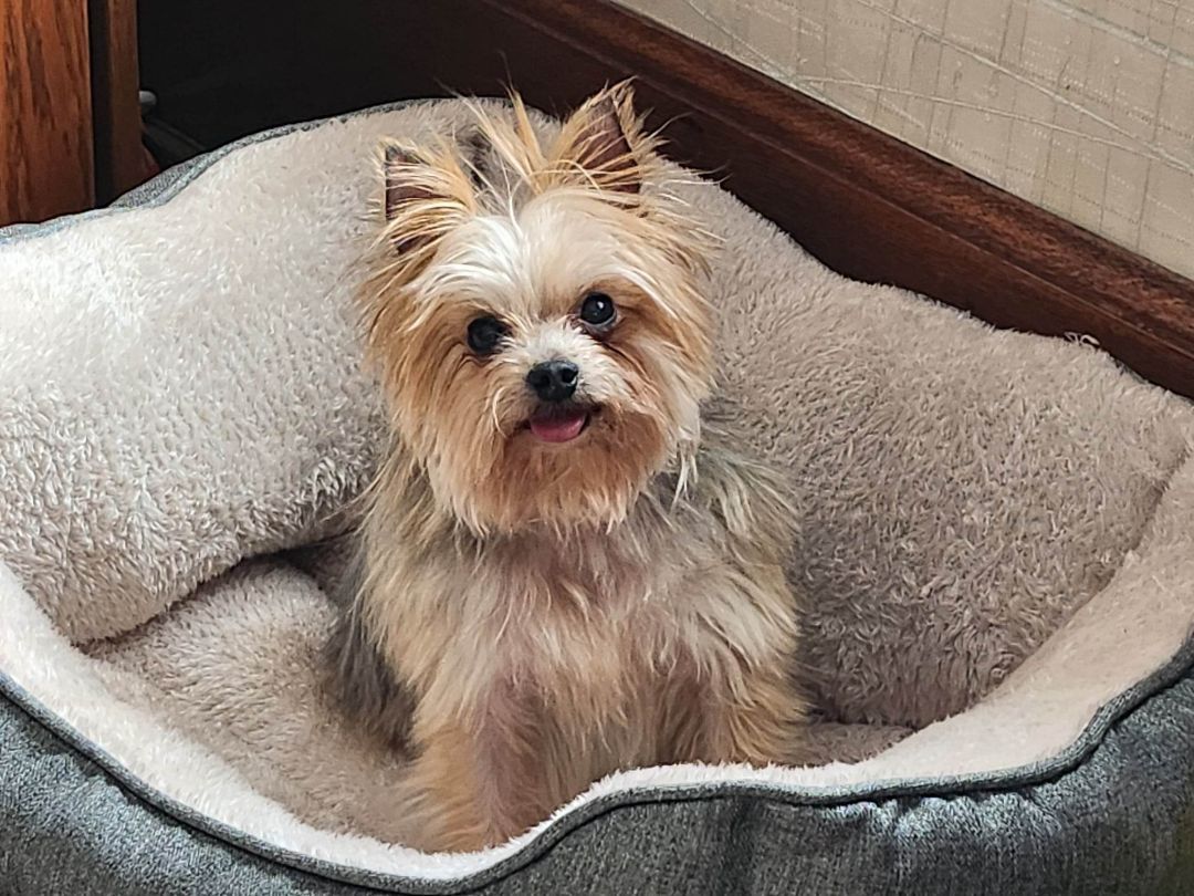 Hudson, an adoptable Silky Terrier in Chatham, ON, N7M 2Z7 | Photo Image 3