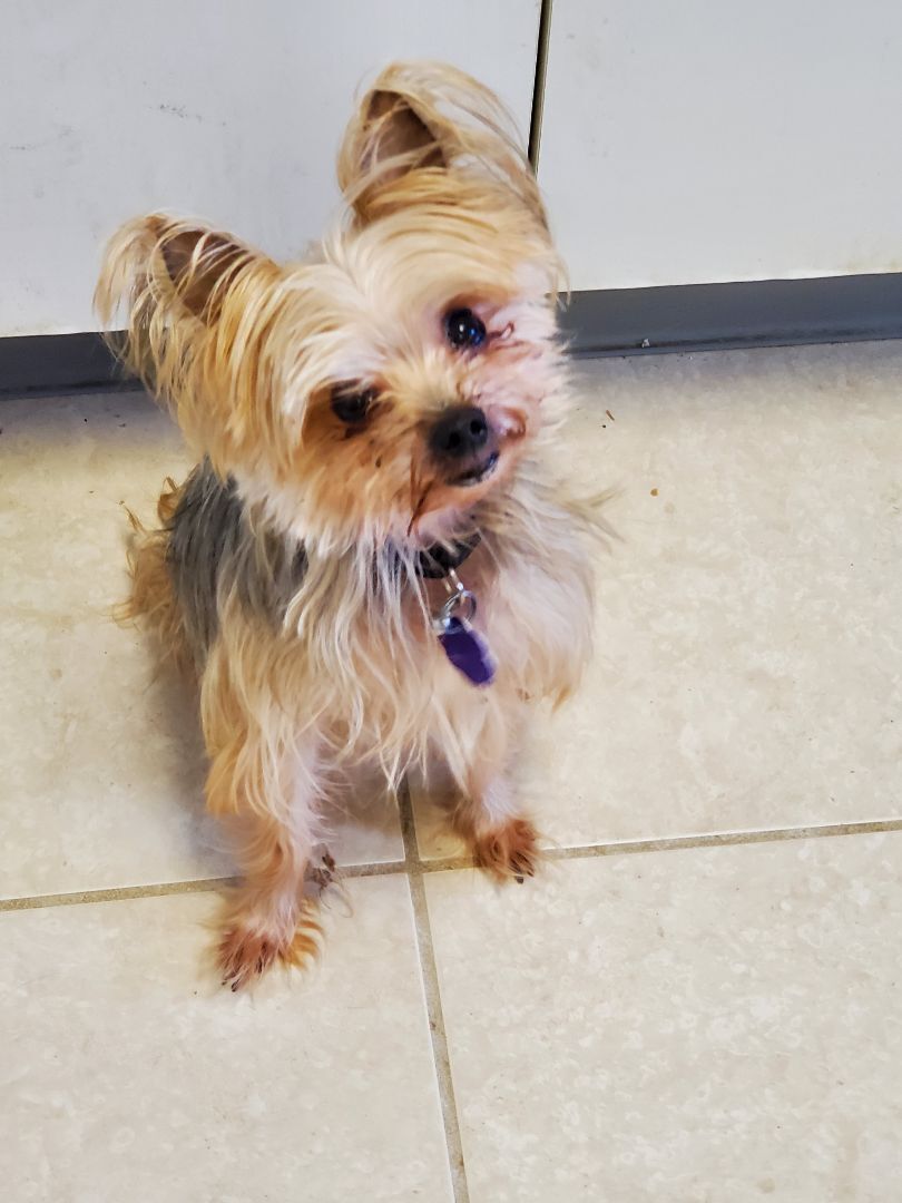 Hudson, an adoptable Silky Terrier in Chatham, ON, N7M 2Z7 | Photo Image 1