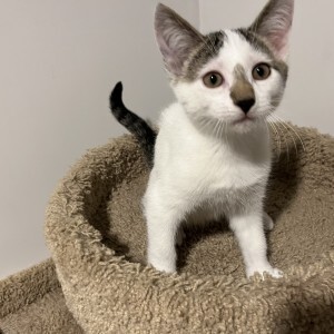 Petunia, an adopted Manx & Tiger Mix in Albany, NY_image-2