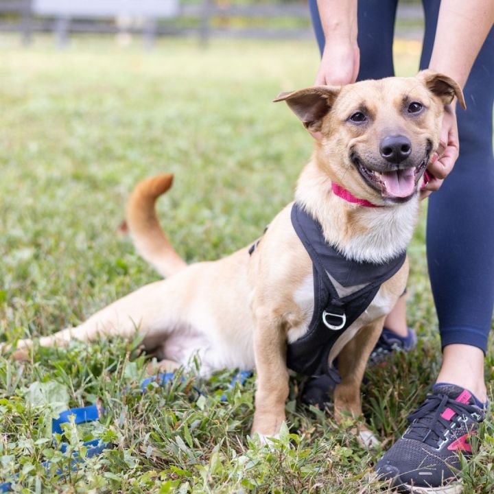 Dog for adoption Ben, a Basset Hound & Australian Shepherd Mix in