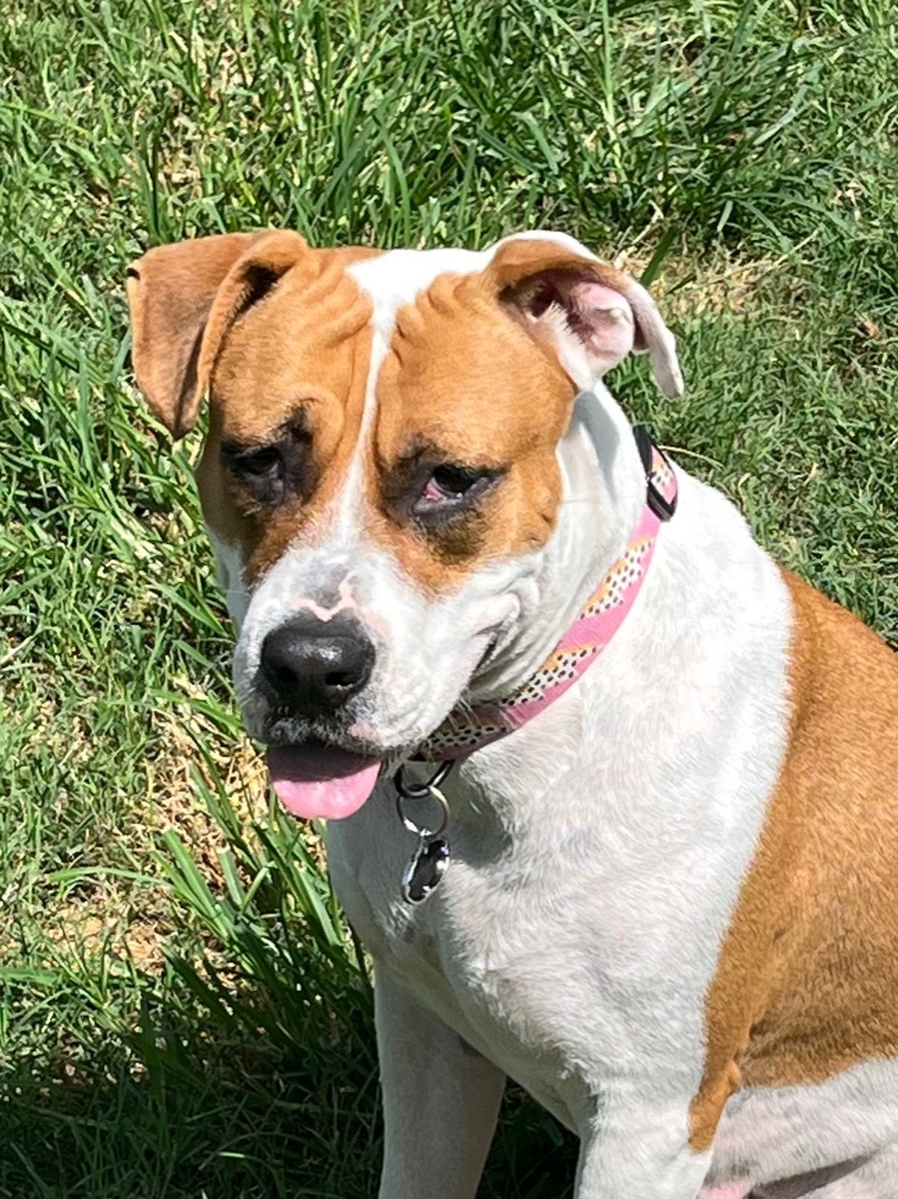 Reisen, an adoptable Boxer, American Staffordshire Terrier in Seattle, WA, 98106 | Photo Image 2