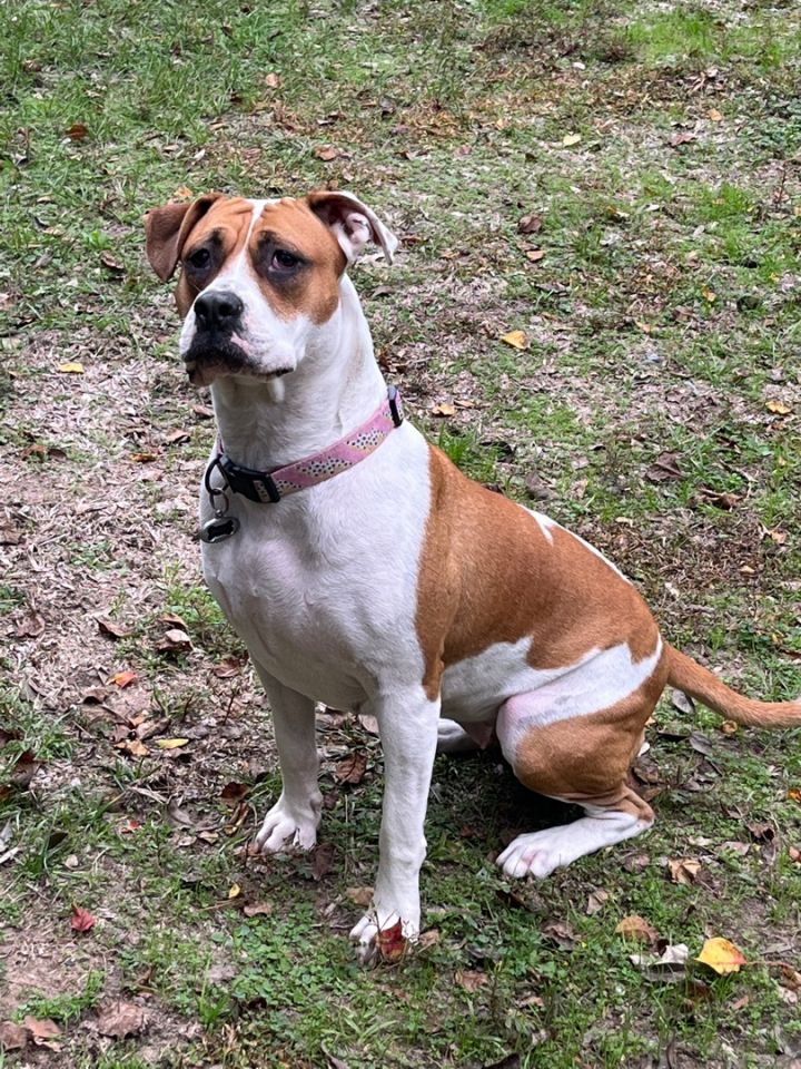 American hot sale staffordshire boxer