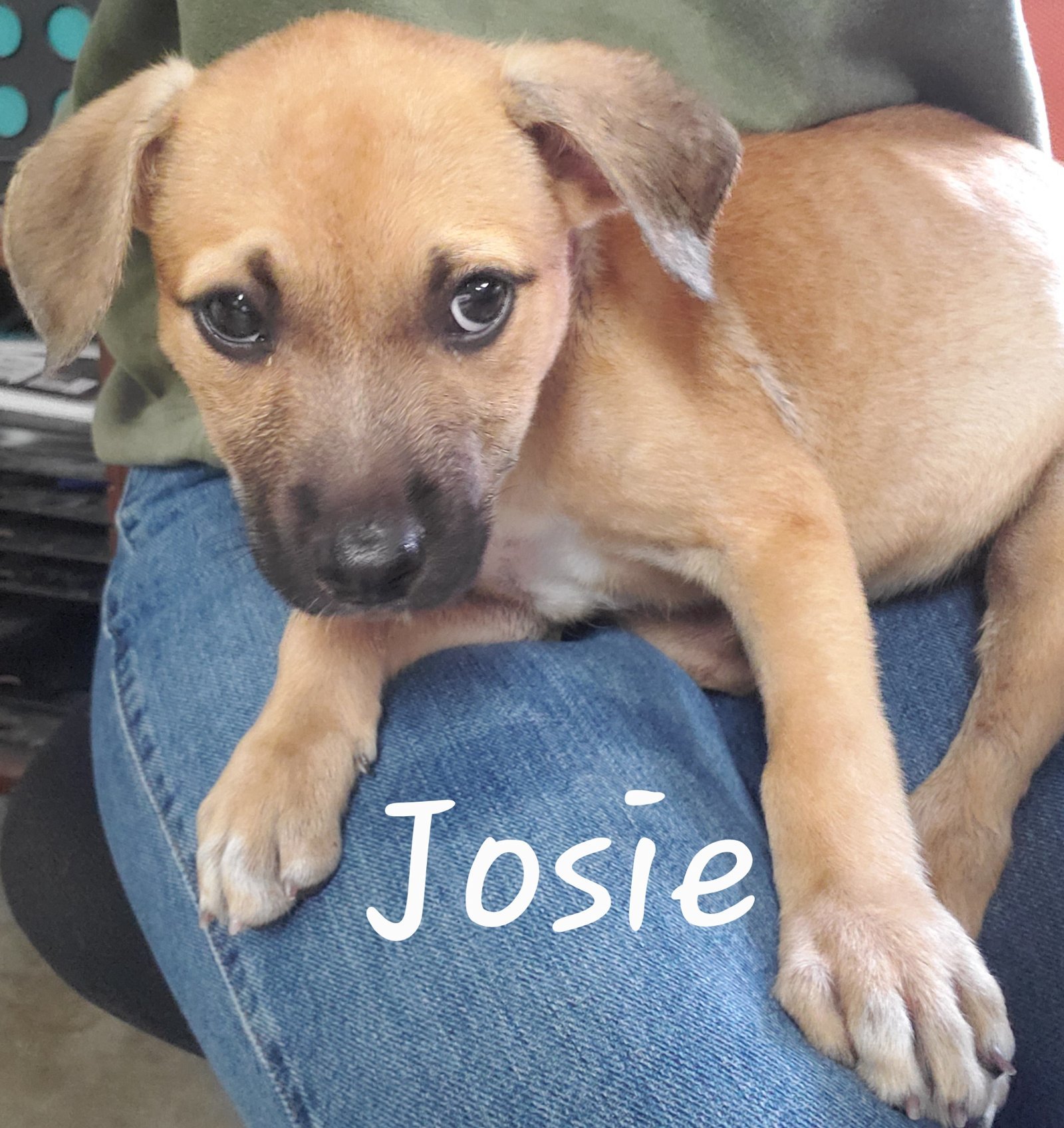 Josie