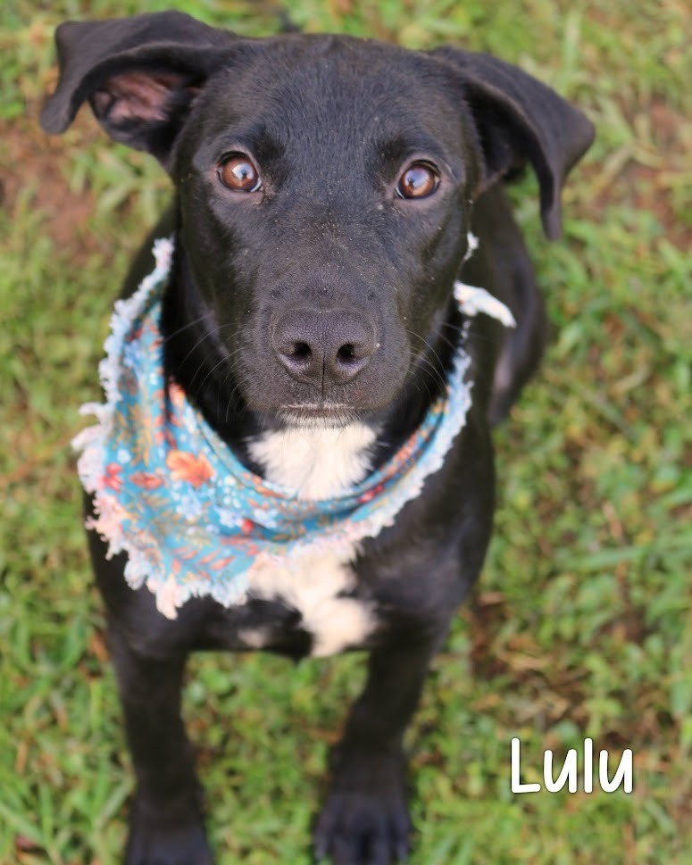 Lulu