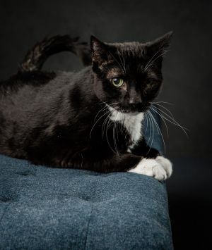Sox