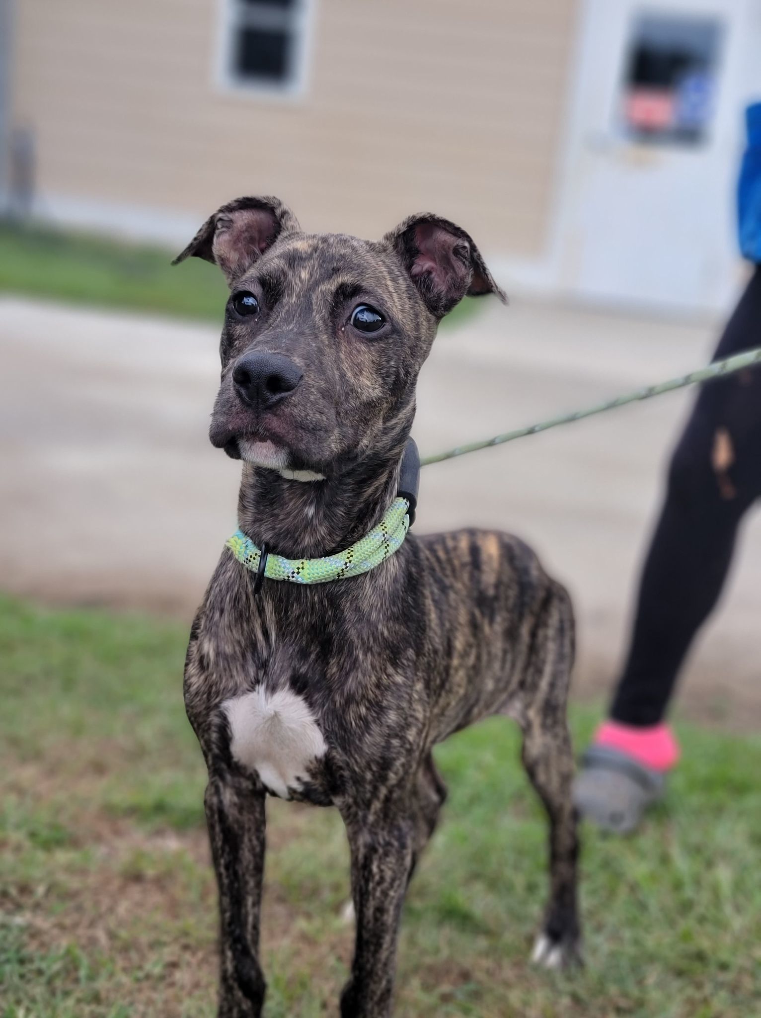 Theo, an adoptable Labrador Retriever, Boxer in Orangeburg, SC, 29118 | Photo Image 1