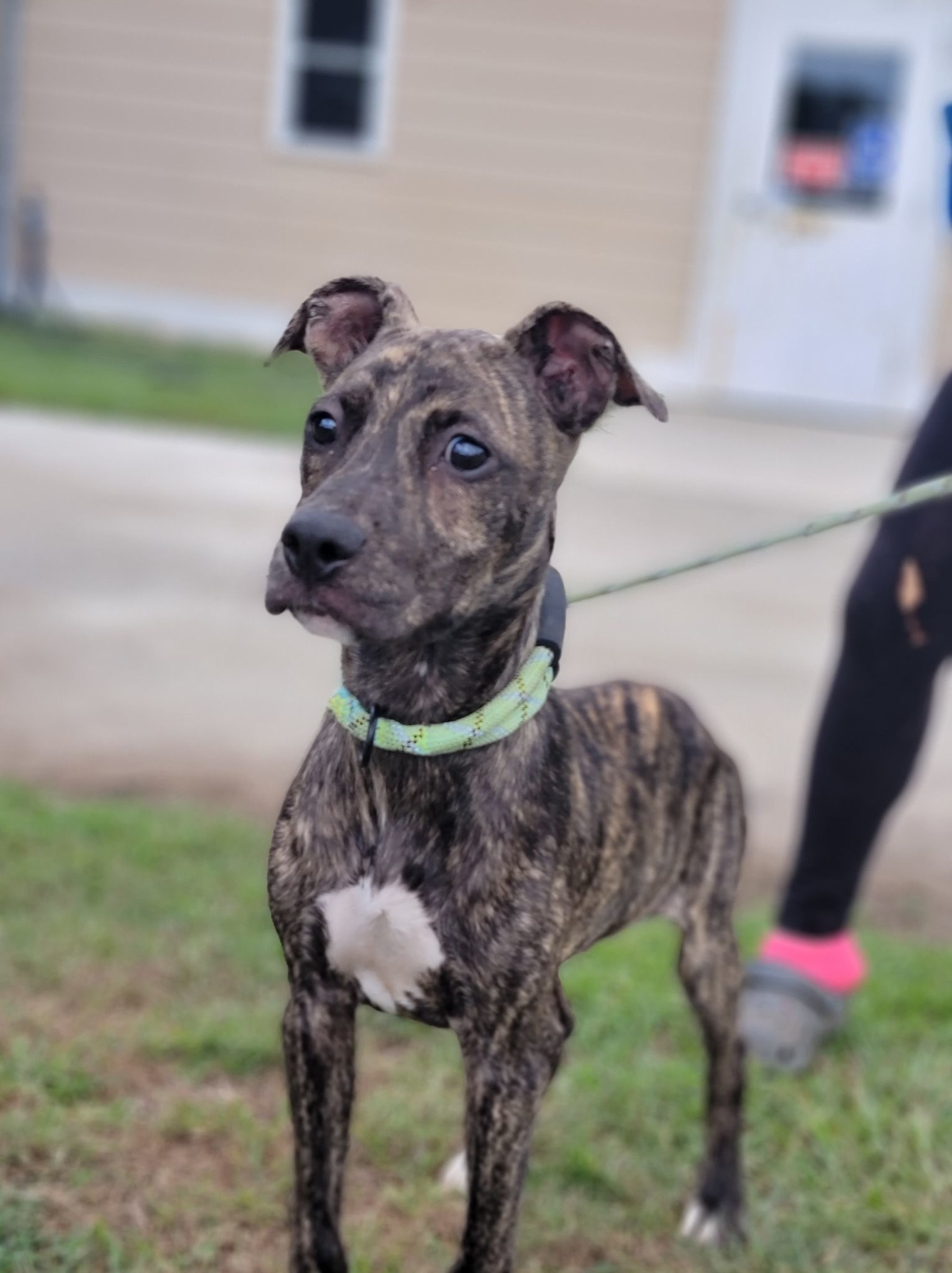 Theo, an adoptable Labrador Retriever, Boxer in Orangeburg, SC, 29118 | Photo Image 2