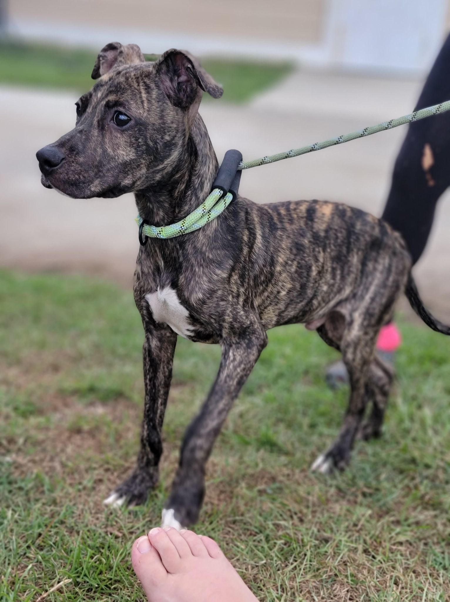 Theo, an adoptable Labrador Retriever, Boxer in Orangeburg, SC, 29118 | Photo Image 3