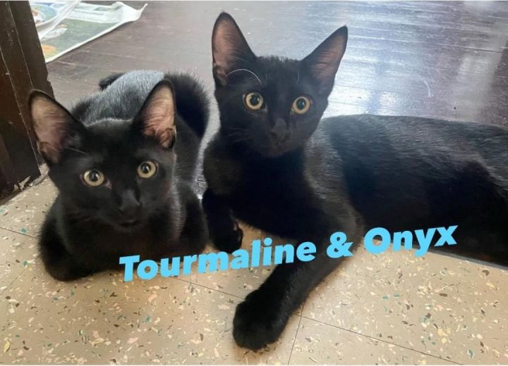 Onyx and Tourmaline (Bonded), an adopted Domestic Short Hair in Rensselaer, NY_image-2