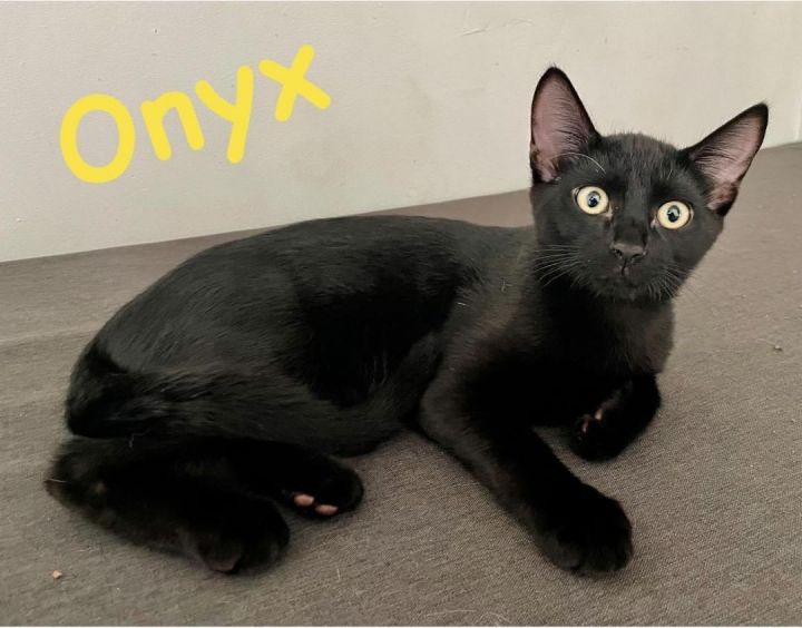 Onyx and Tourmaline (Bonded), an adopted Domestic Short Hair in Rensselaer, NY_image-3