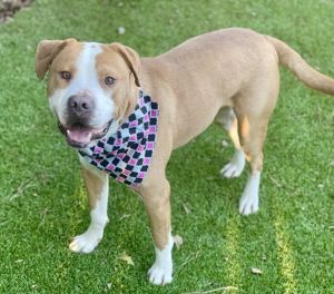 Meet Mack This big love of a boy had been seen wandering rural Georgia for quite some time before h