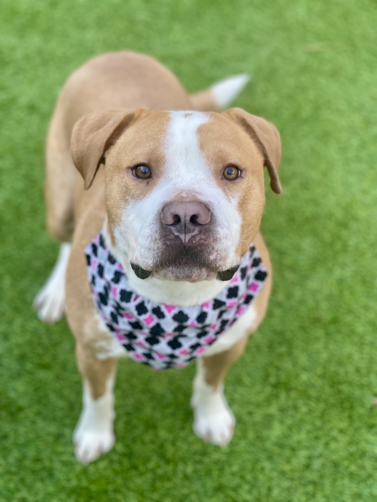 Mack, an adoptable Pit Bull Terrier in Dunwoody, GA, 30338 | Photo Image 2