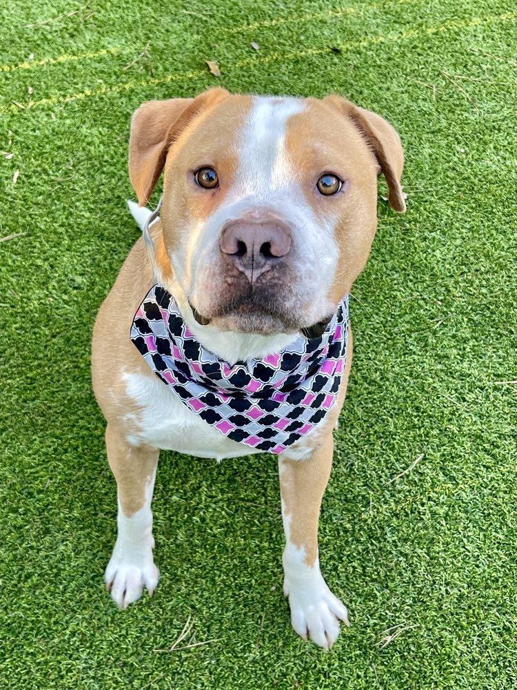 Mack, an adoptable Pit Bull Terrier in Dunwoody, GA, 30338 | Photo Image 3
