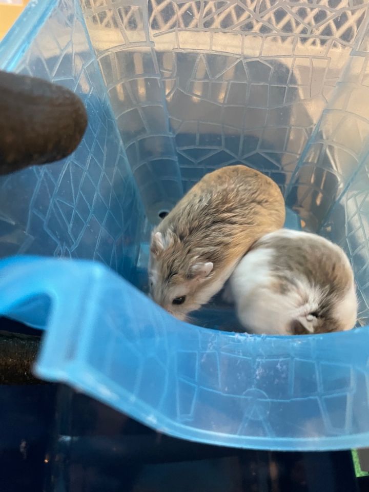 Hamster For Adoption Crouton, A Dwarf Hamster In Sachse, TX Petfinder