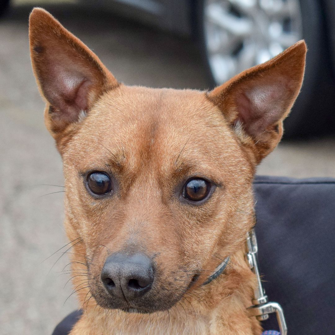 Dog for adoption - Randall, a Corgi & Chihuahua Mix in Huntley, IL |  Petfinder
