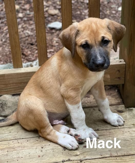 Mack - Adoption Pending