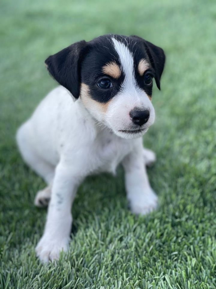 Oliver, an adopted Chihuahua & Miniature Pinscher Mix in San Bernardino, CA_image-5