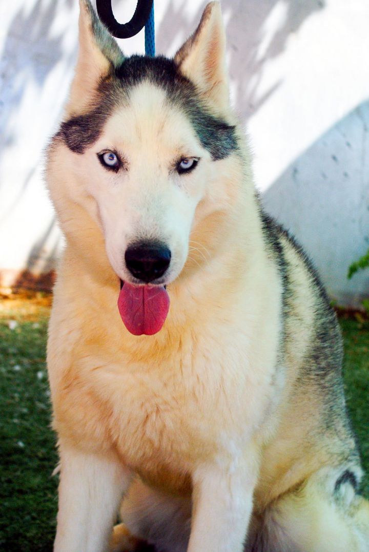 Lobo - 1