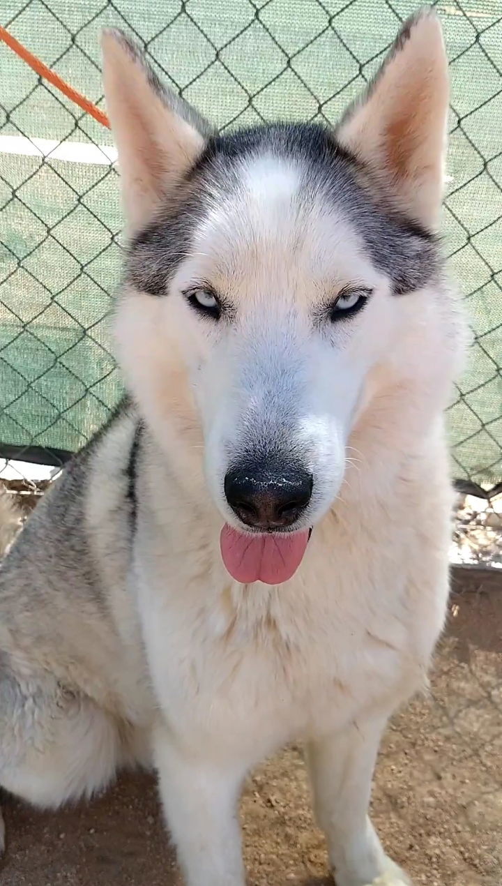 Lobo - 2