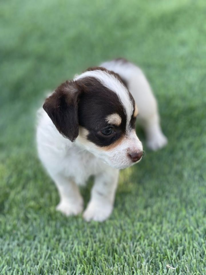 Rocca, an adopted Chihuahua & Miniature Pinscher Mix in San Bernardino, CA_image-3